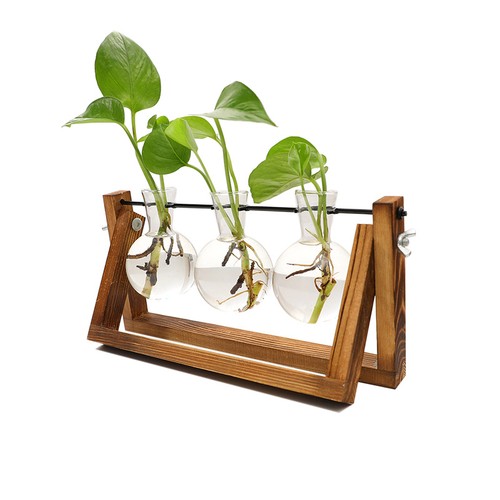Plant terrarium with wooden - plant,