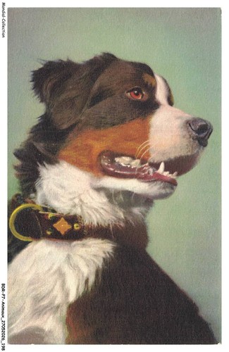 Bdrp7 0544 animaux bouvier - bdrp7-0544-animaux,
