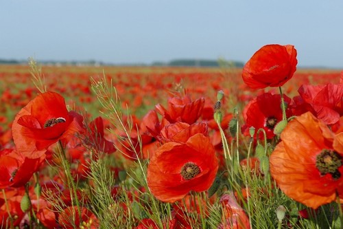 Graines coquelicot rouge - coquelicot,