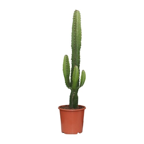 Euphorbia acrurensis cactus - euphorbia,