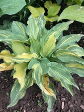 Hosta ‘ Status Quo ’ Plantain Lily Plant Shipping Spring 2025
