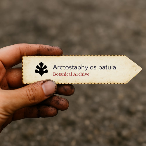 Arctostaphylos patula seeds - patula,