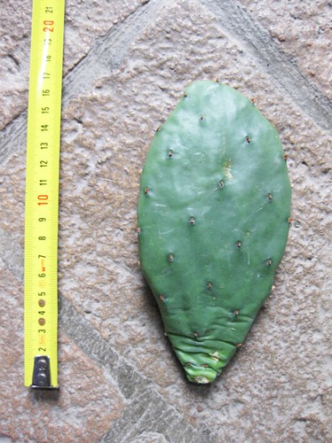Opuntia humifusa - , pelle)