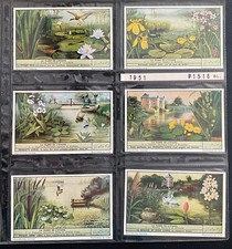 6 CHROMOS LIEBIG BELGIUM NUMBER S1516 LA FLORA DE NOS PONDS 1951