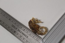 Hippocampe séché - "Cheval