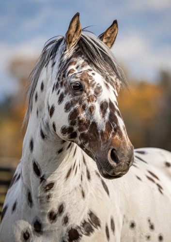 Cheval appaloosa blanc - cheval,