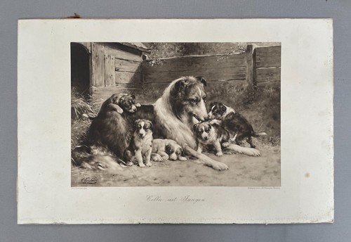 Colley ses chiots - ses,