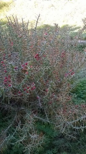 Graines opuntia - 10, de
