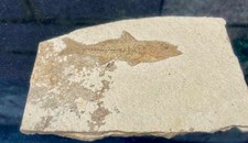 fossile SMEN RDIS DAPALIS