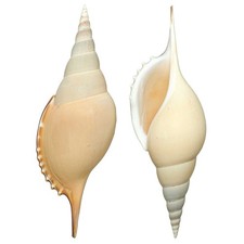 Coquillage tibia curta - Taille 13 à 15 cm