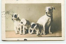 Animals - Chiens - Jack Russell - ST143 - 317
