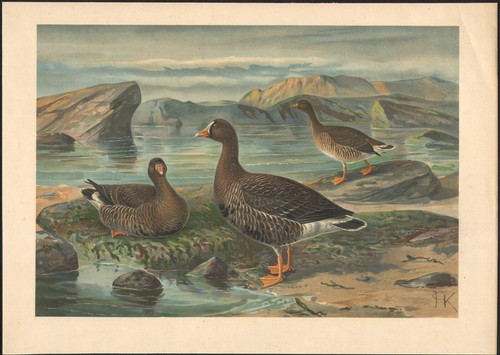 1896 grande lithographie oie - 1896,