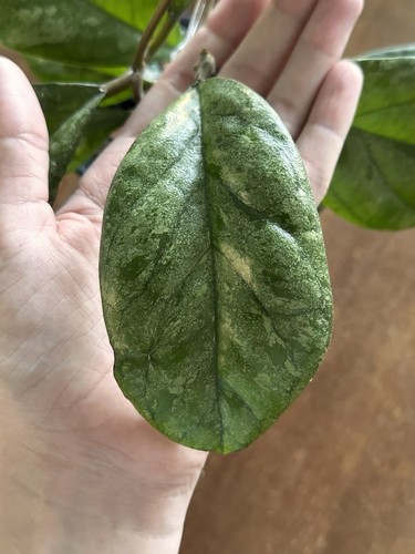 Hoya elvis splash - cv,