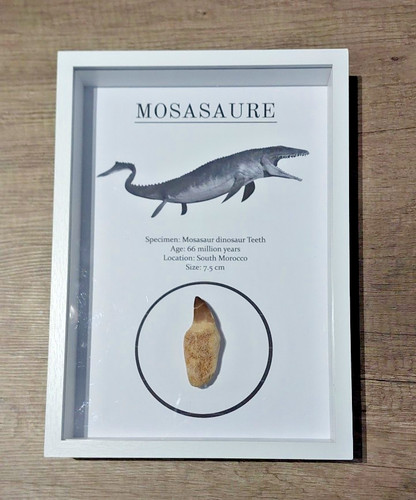 Veritable dent mosasaure - dent,