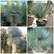 30 graines yucca rigida