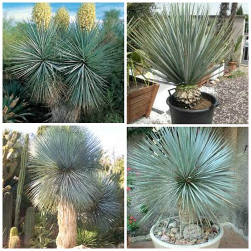 Graines yucca rigida - graines,
