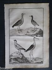 Echasse Pluvier & Jacana - Histoire Naturelle 18e s. Gravure ORIGINALE in-folio