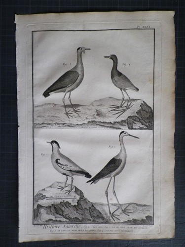 Echasse pluvier jacana - pluvier,