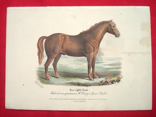 Cheval equitation elevage - cheval,