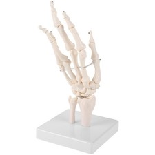  Modèle de squelette de main