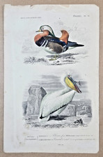 Gravure coloriée Oiseaux : Pélican frisé - Canard mandarin. 1861
