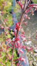 Acer palmatum 'Shirazz' /