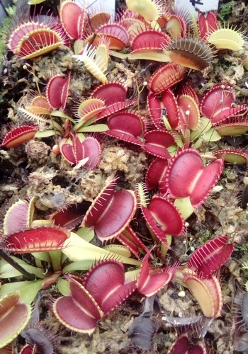 Plantes carnivores dionaea - carnivores,