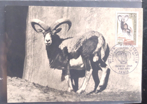 France mouflon mediterraneen - france,