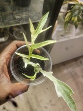 Philodendron Tortum  Albo Variegated