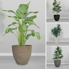 Intérieur Fleur Pot Moderne