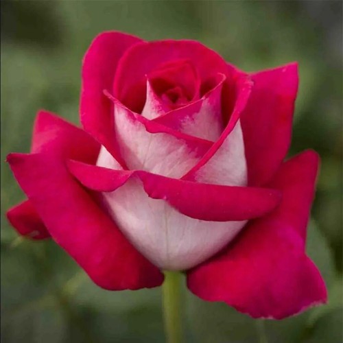 Boutures rose monica bellucci - rose,