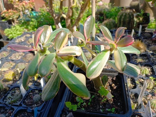 Crassula ovata mikaeri bijin - crassula, "mikaeri