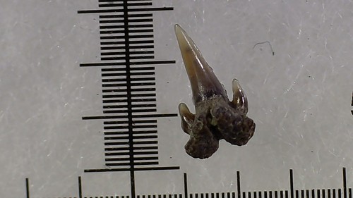Shark tooth dent requin - shark, de