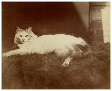 Study of&#039;Animals, Cat on a Carpet Vintage Albumen Print Albumen Print 