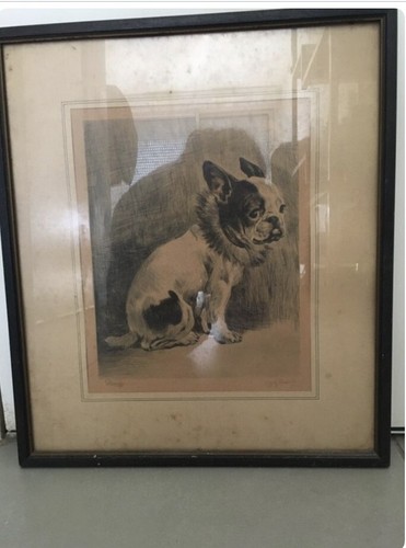 Bouledogue français gravure - français,