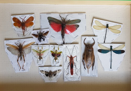 Lot x11 insectes divers - insectes,