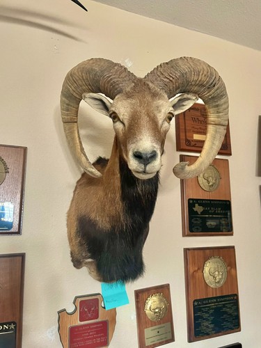 Mouflon exotic taxidermy