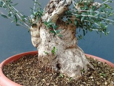 Bonsaï olivier 29 x 25 cm en