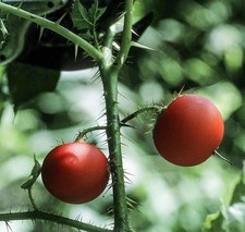 TOMATE D'ARGOUSIER ORNEMENTALE