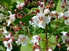 30 PURPLE LEAF CATALPA SEEEDS - CATALPA X. ERUBESCENS " purpurea "