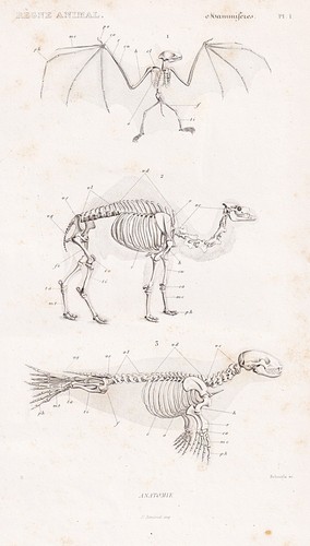 Anatomie squelette fledermaus - squelette,