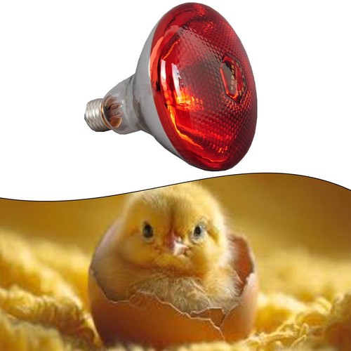 Lampe chauffante couveuse - lampe,