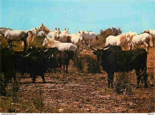 Carte postale animaux - -,