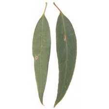 Huile essentielle EUCALYPTUS RADIE A CINEOLE - eucalyptus radiata