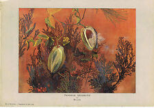 ▬► Board - BACARD - Decorative Panel Art & Decoration 1904