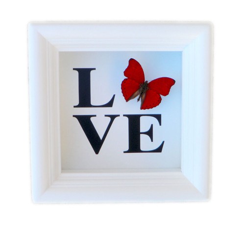 Real framed butterfly - butterfly, love