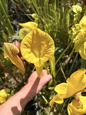 Graines De Sarracenia Flava