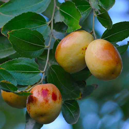 Ziziphus jujuba jujubier - ziziphus,