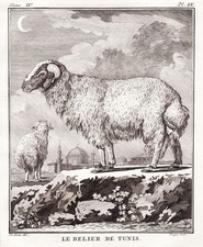 Mouton Bélier Tunisien