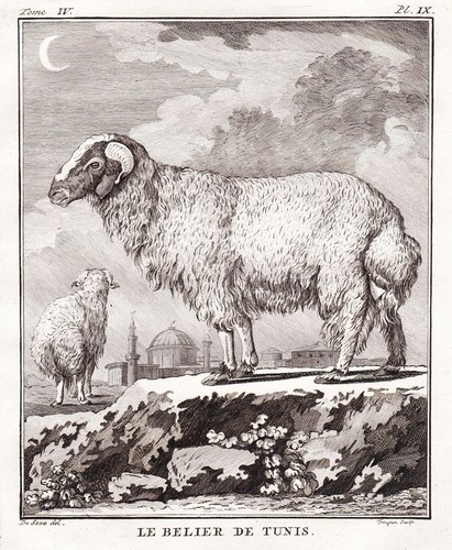 Mouton bélier tunisien - mouton,